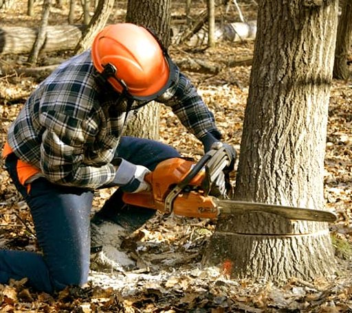 Tree Removal in San Saba, TX